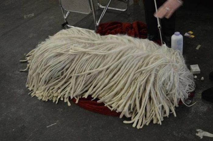 16 perros lo suficientemente grandes como para montarse en ellos