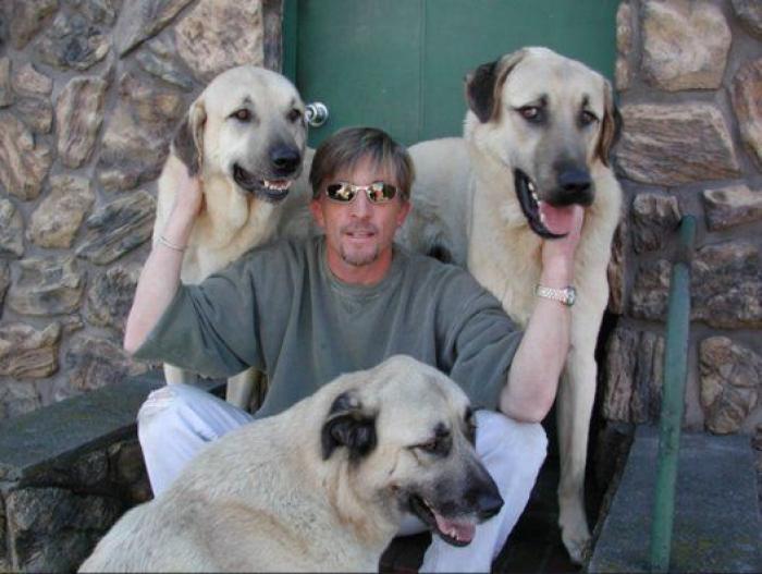 16 perros lo suficientemente grandes como para montarse en ellos