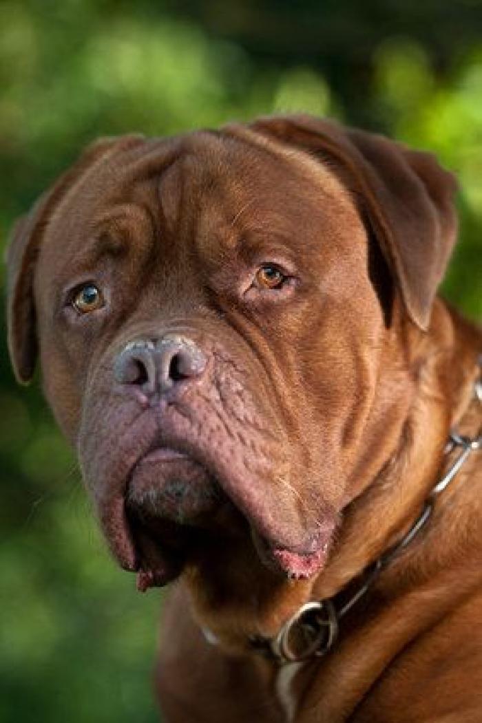 16 perros lo suficientemente grandes como para montarse en ellos