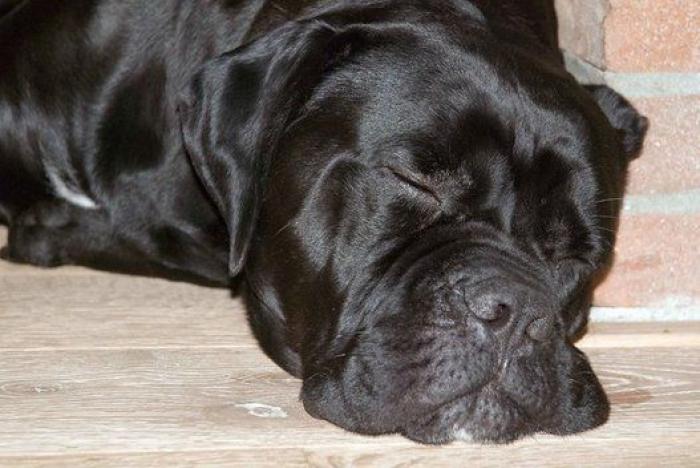 16 perros lo suficientemente grandes como para montarse en ellos