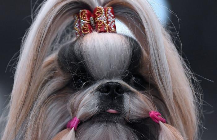 Así de guapos se han puesto estos perros en el mayor evento canino del mundo (FOTOS)