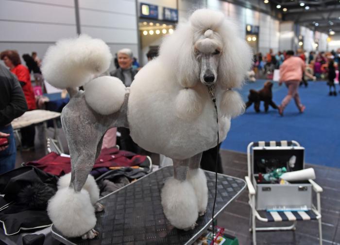 Así de guapos se han puesto estos perros en el mayor evento canino del mundo (FOTOS)
