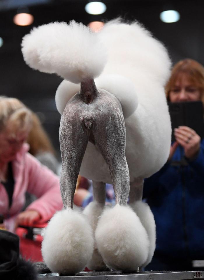 Así de guapos se han puesto estos perros en el mayor evento canino del mundo (FOTOS)