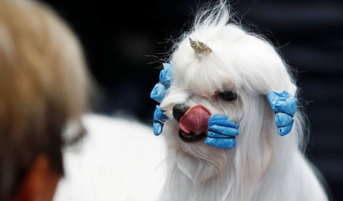 Así de guapos se han puesto estos perros en el mayor evento canino del mundo (FOTOS)