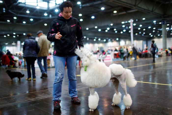Así de guapos se han puesto estos perros en el mayor evento canino del mundo (FOTOS)