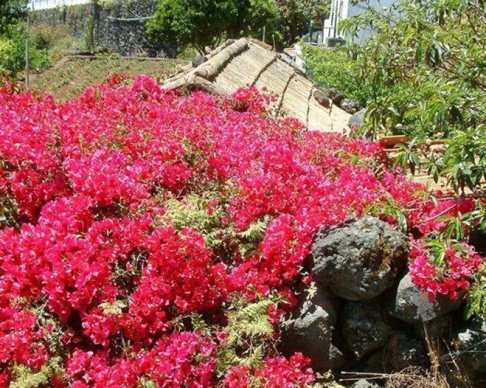 Arquitectura rural de San Miguel de La Palma