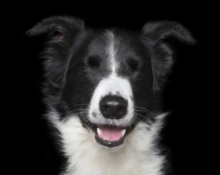 Estas fotos de perros zen te harán sentir muy zen