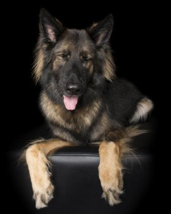 Estas fotos de perros zen te harán sentir muy zen