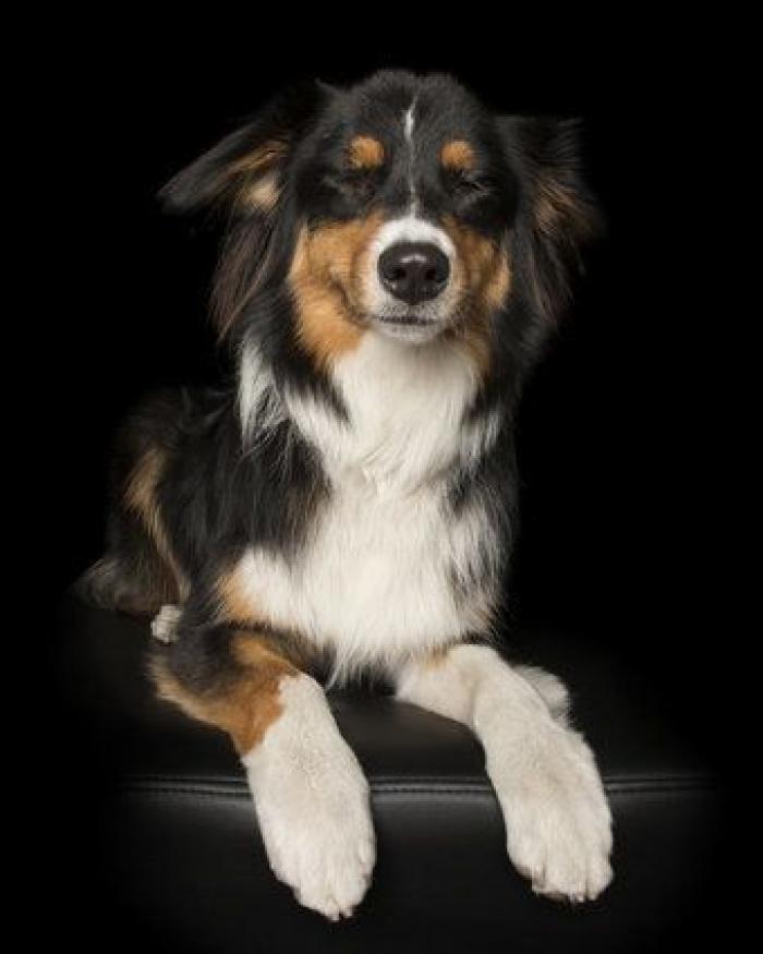 Estas fotos de perros zen te harán sentir muy zen