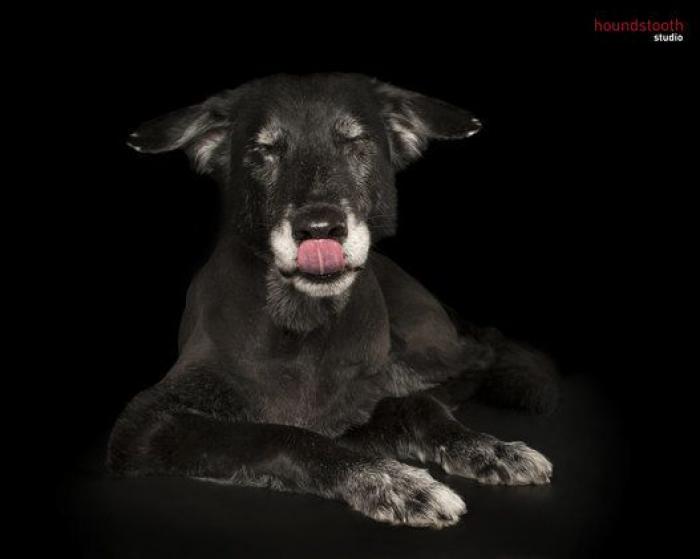 Estas fotos de perros zen te harán sentir muy zen