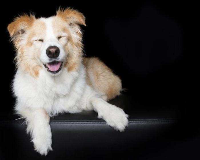 Estas fotos de perros zen te harán sentir muy zen