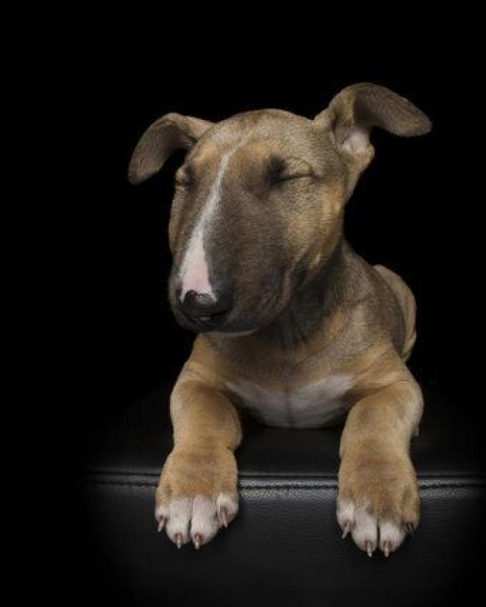 Estas fotos de perros zen te harán sentir muy zen