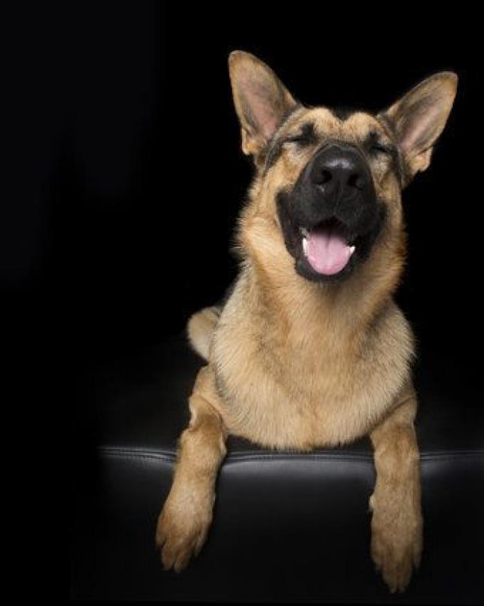 Estas fotos de perros zen te harán sentir muy zen