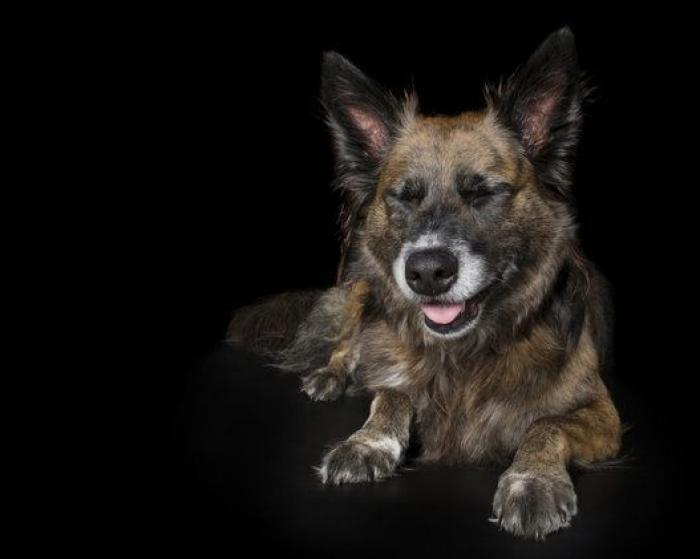 Estas fotos de perros zen te harán sentir muy zen