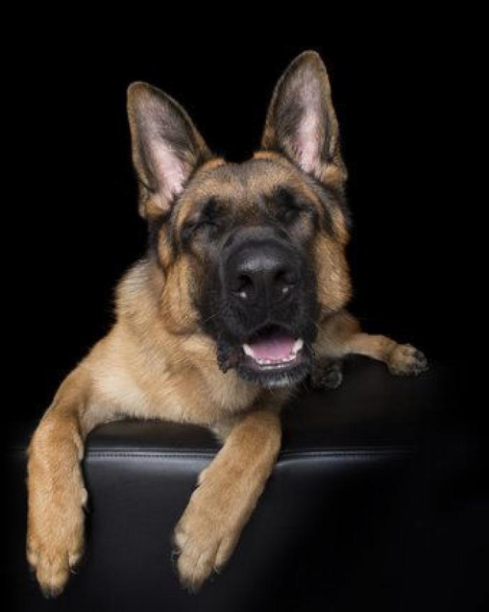 Estas fotos de perros zen te harán sentir muy zen