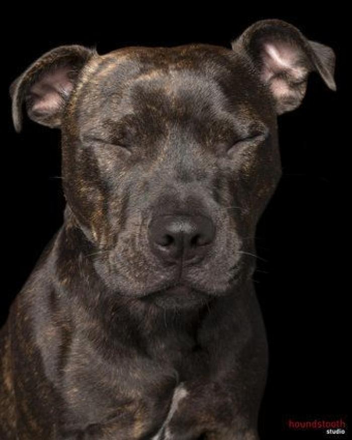 Estas fotos de perros zen te harán sentir muy zen