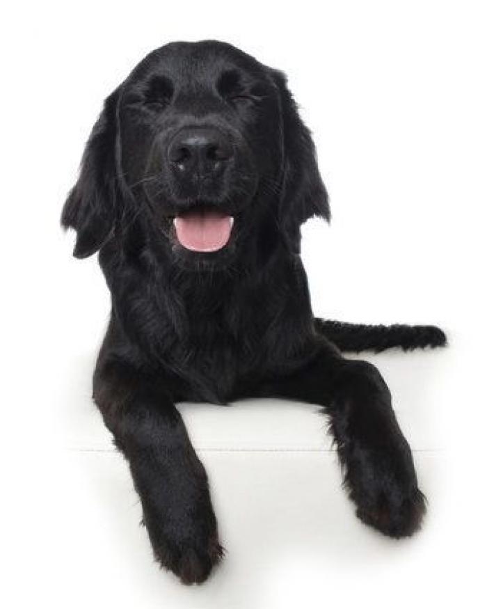 Estas fotos de perros zen te harán sentir muy zen