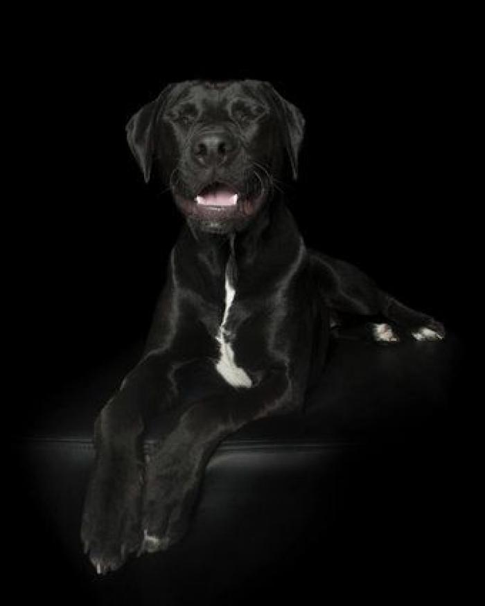 Estas fotos de perros zen te harán sentir muy zen