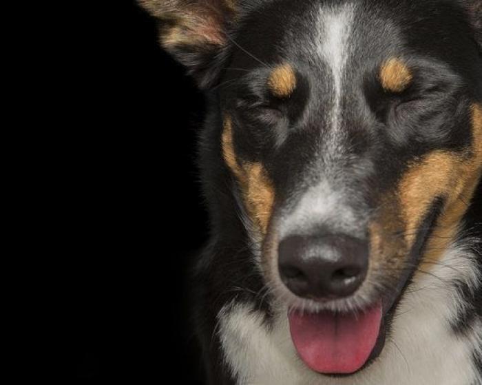 Estas fotos de perros zen te harán sentir muy zen