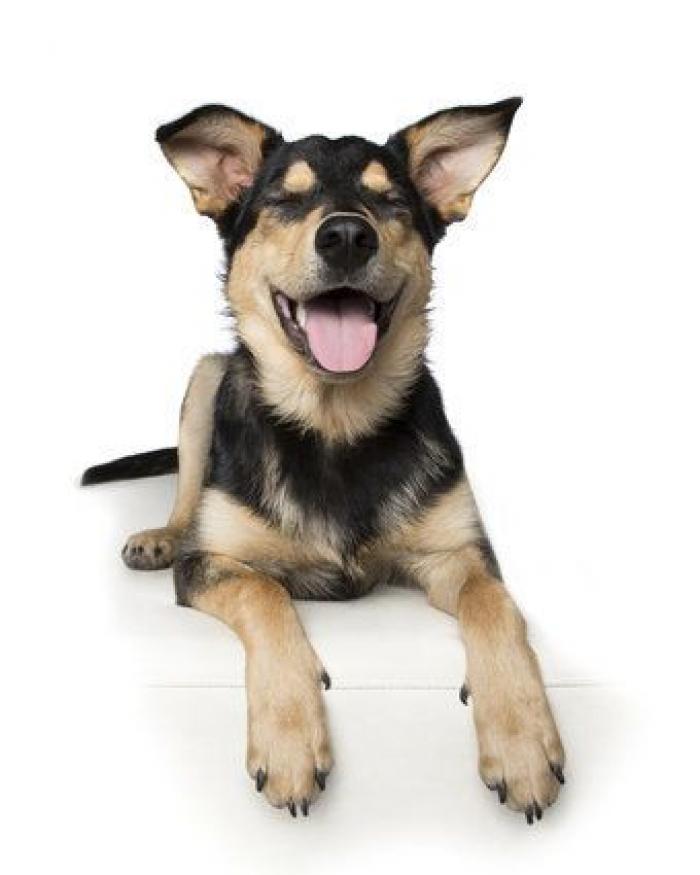 Estas fotos de perros zen te harán sentir muy zen