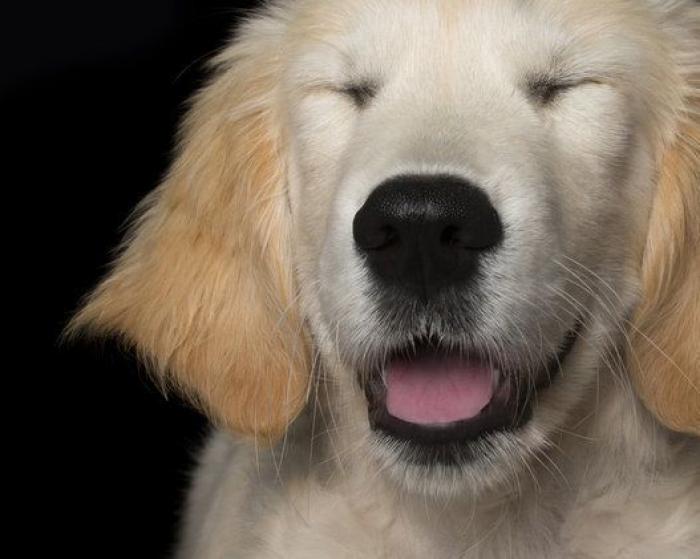 Estas fotos de perros zen te harán sentir muy zen