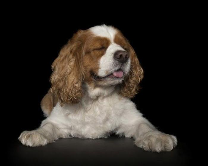 Estas fotos de perros zen te harán sentir muy zen