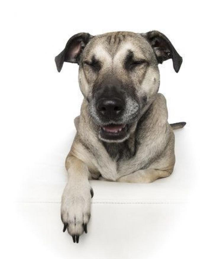 Estas fotos de perros zen te harán sentir muy zen