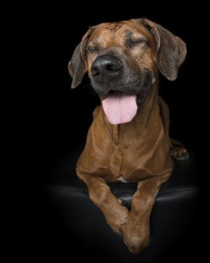 Estas fotos de perros zen te harán sentir muy zen