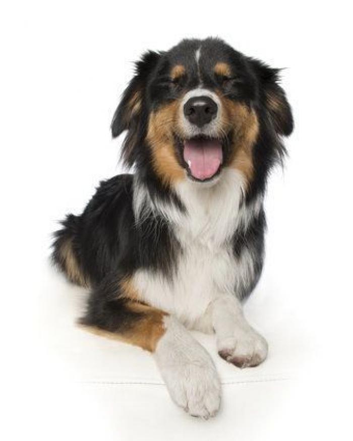 Estas fotos de perros zen te harán sentir muy zen