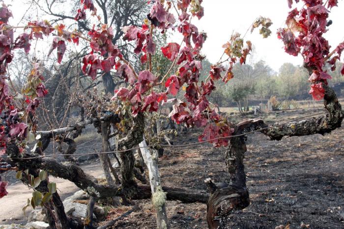 Dimite la ministra de Interior de Portugal por la gestión de los incendios