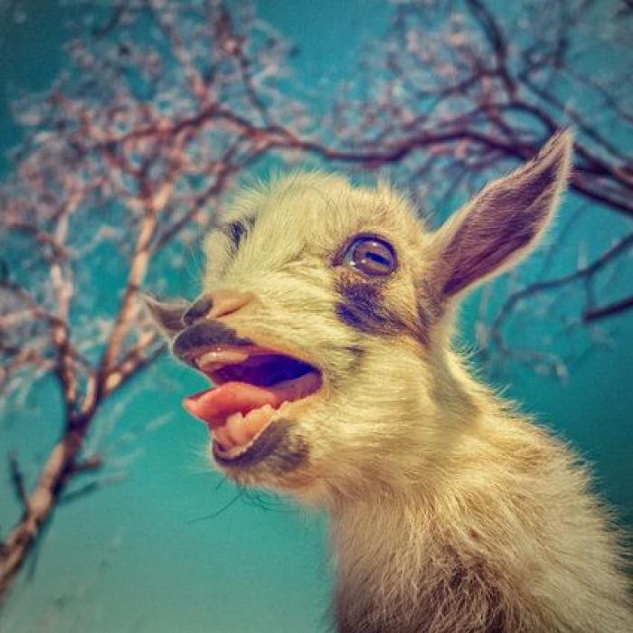 Por qué las cabras son los nuevos gatitos de Internet