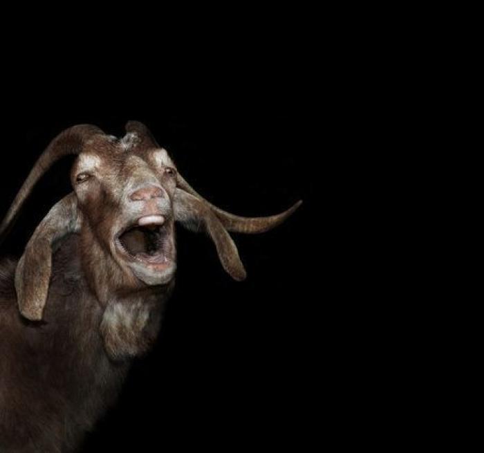 Por qué las cabras son los nuevos gatitos de Internet