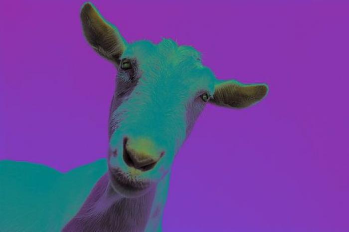 Por qué las cabras son los nuevos gatitos de Internet