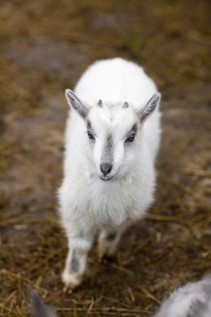 Por qué las cabras son los nuevos gatitos de Internet