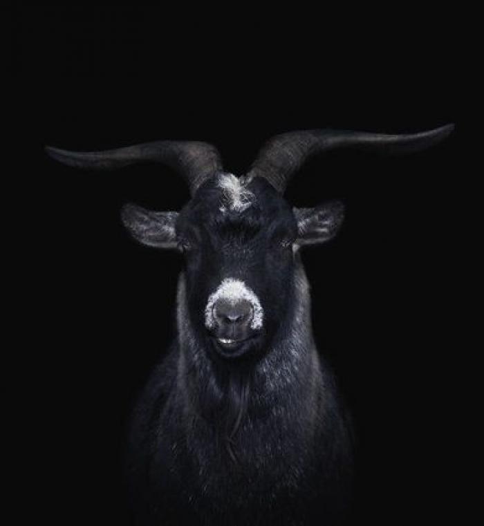 Por qué las cabras son los nuevos gatitos de Internet