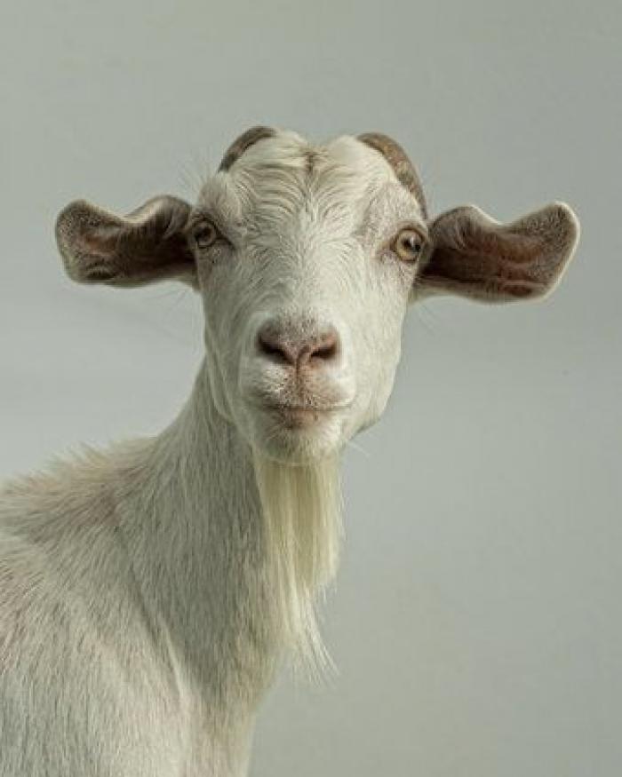 Por qué las cabras son los nuevos gatitos de Internet