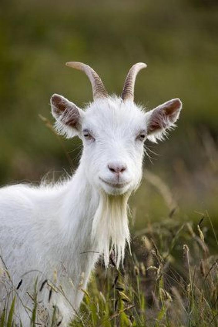 Por qué las cabras son los nuevos gatitos de Internet
