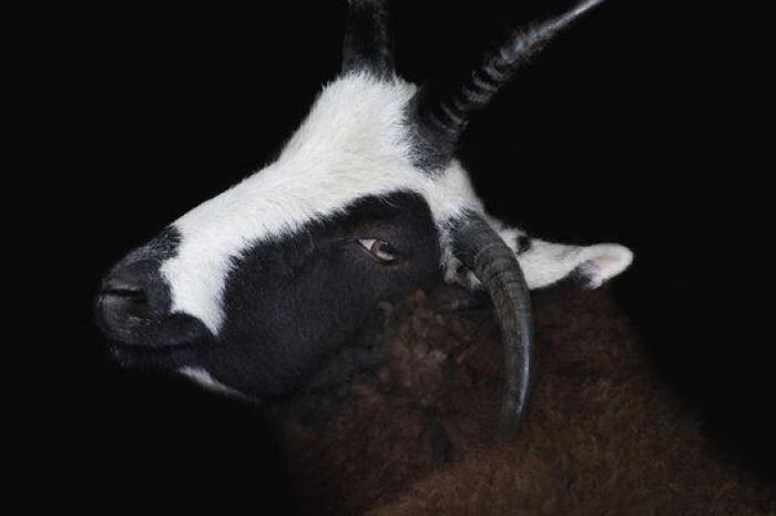 Por qué las cabras son los nuevos gatitos de Internet