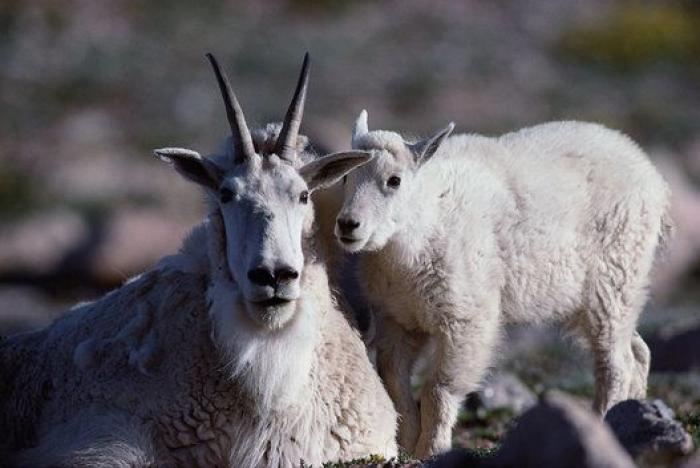 Por qué las cabras son los nuevos gatitos de Internet