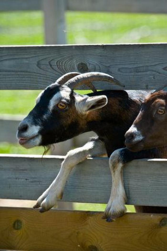 Por qué las cabras son los nuevos gatitos de Internet