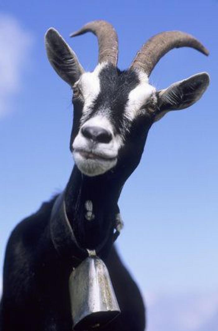 Por qué las cabras son los nuevos gatitos de Internet