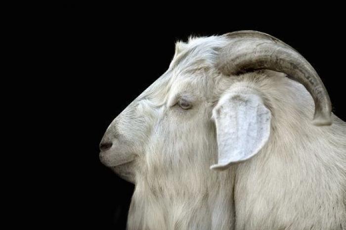 Por qué las cabras son los nuevos gatitos de Internet
