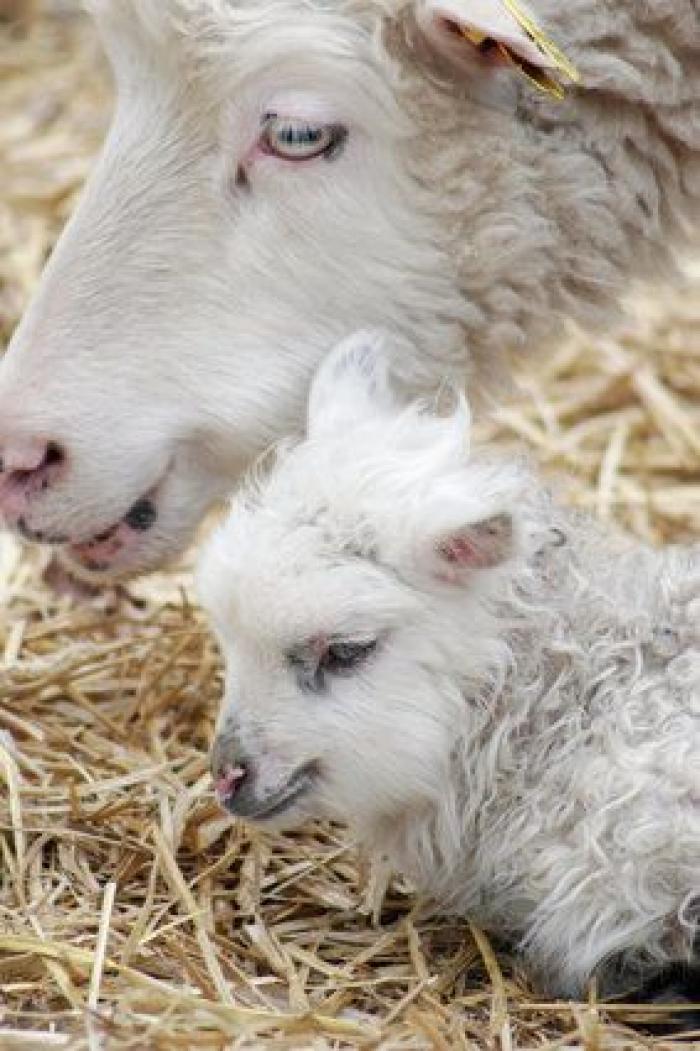 Por qué las cabras son los nuevos gatitos de Internet