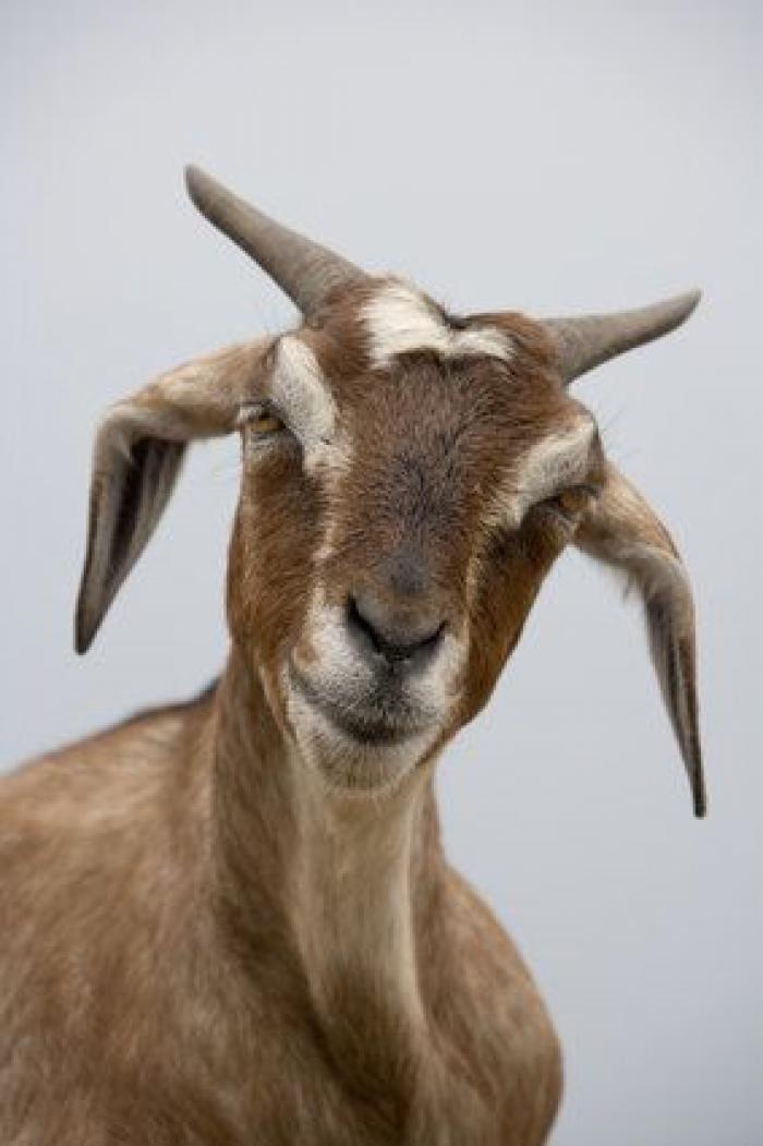 Por qué las cabras son los nuevos gatitos de Internet