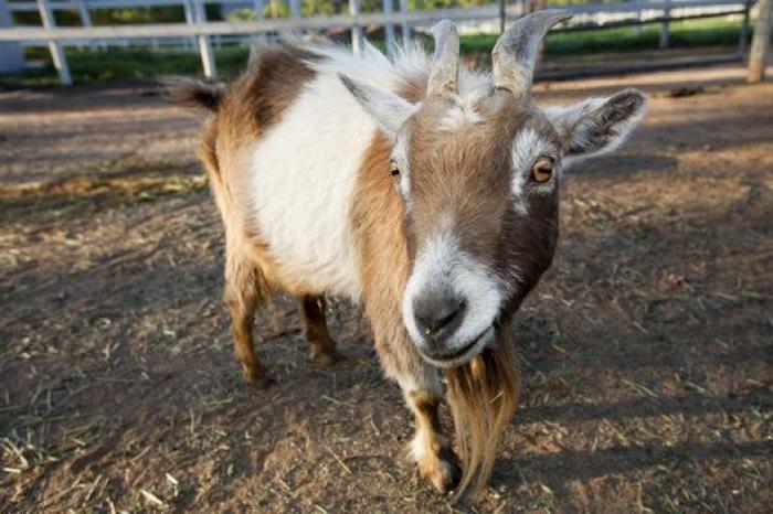 Por qué las cabras son los nuevos gatitos de Internet
