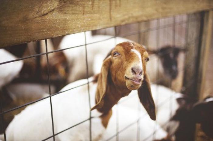 Por qué las cabras son los nuevos gatitos de Internet