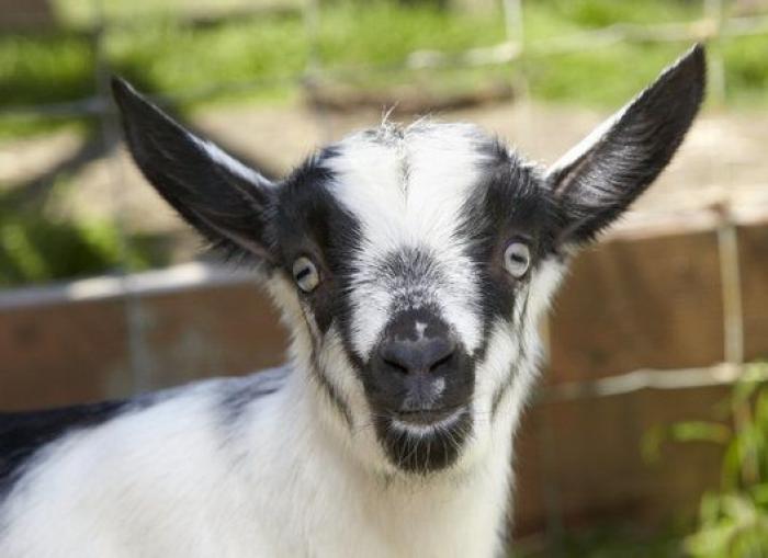 Por qué las cabras son los nuevos gatitos de Internet