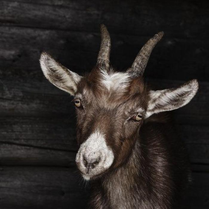 Por qué las cabras son los nuevos gatitos de Internet