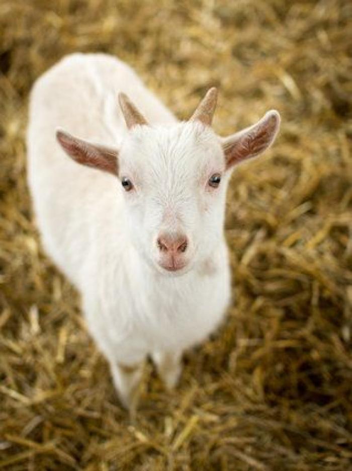 Por qué las cabras son los nuevos gatitos de Internet