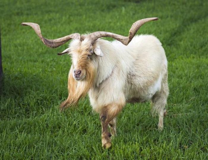 Por qué las cabras son los nuevos gatitos de Internet